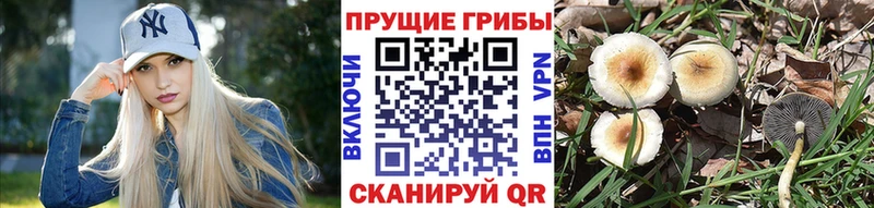 Галлюциногенные грибы Psilocybe  Пересвет 